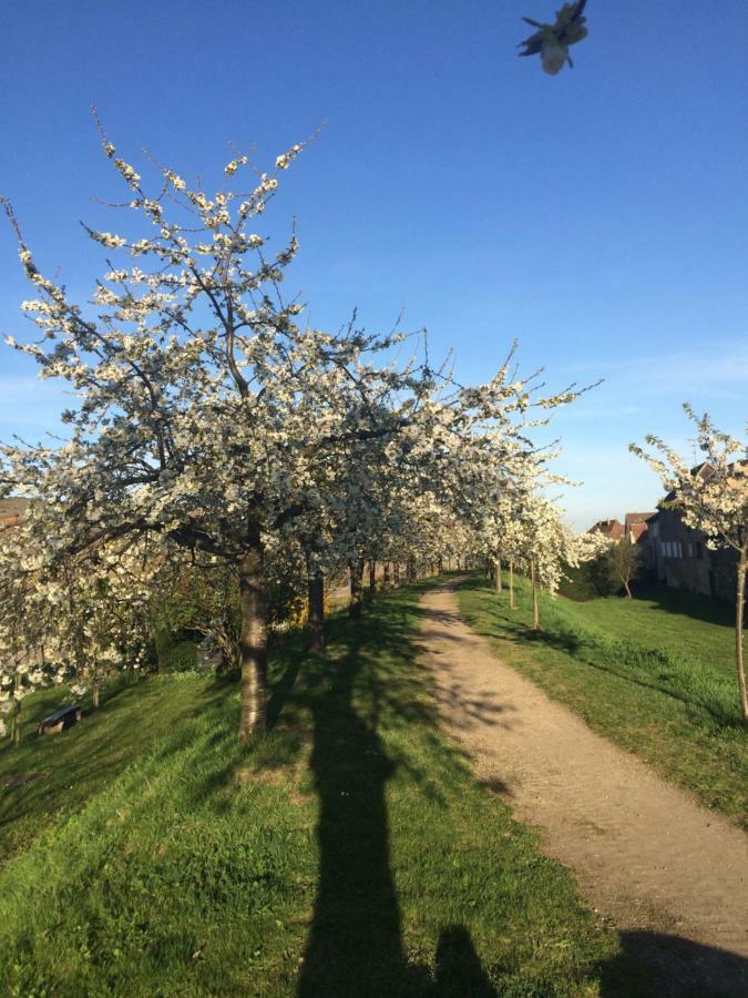 Gite Chez "Mamie Schlop" Kientzheim Eksteriør bilde